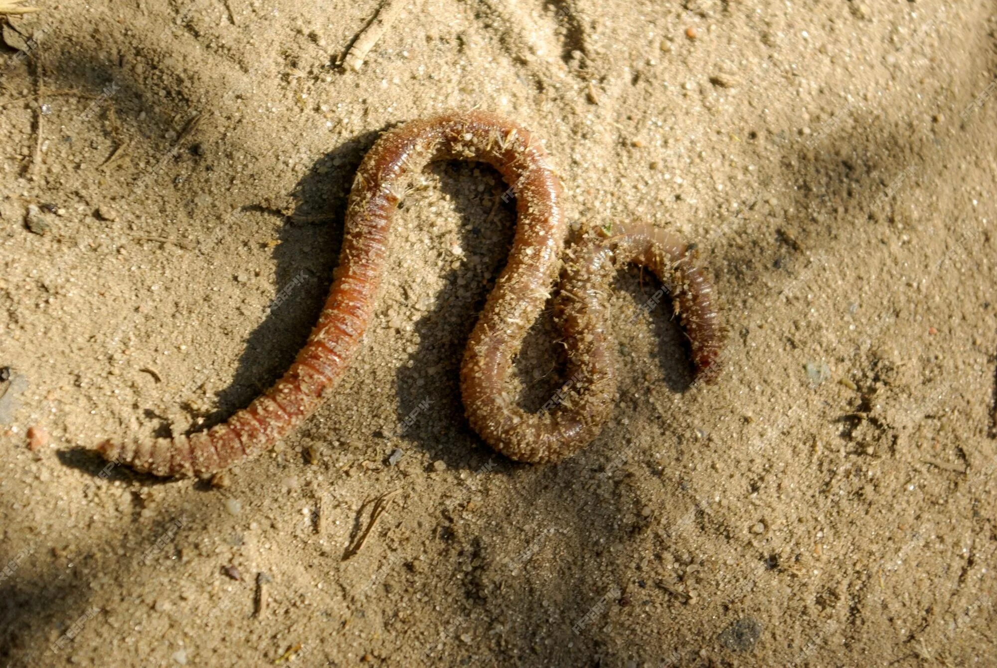 Черви в песке. Морской песчаный червь.