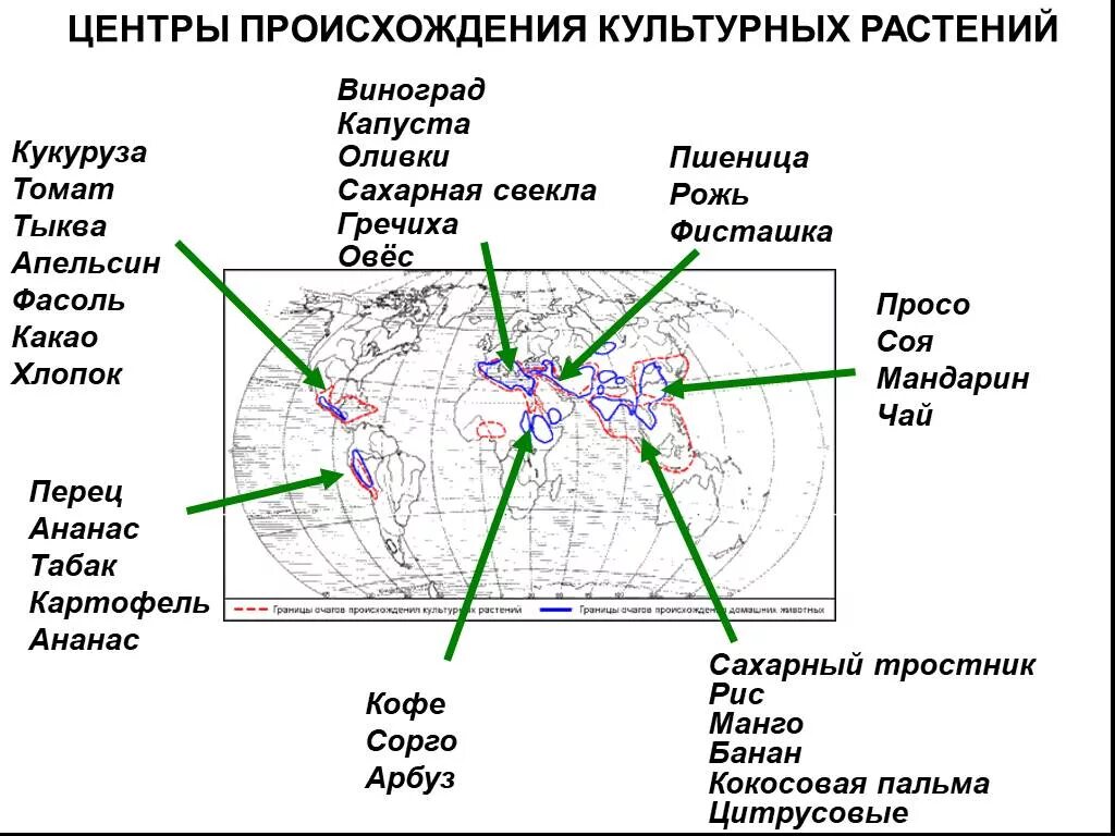 Центр происхождения пшеницы. Виноград центр происхождения. Центр происхождения кофе. Центр происхождения томата.