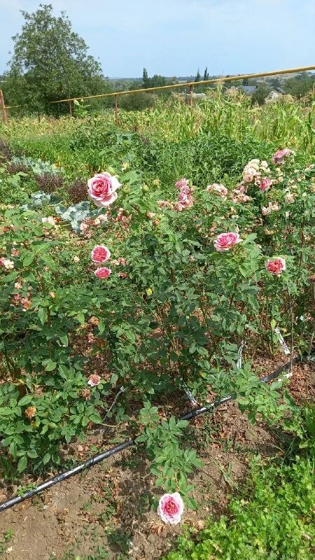 питомник роз успех каталог