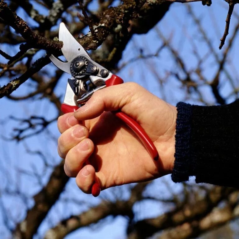 Секатор для деревьев рейтинг. Секатор felco 8. секатор садовый фелко. виды секаторов для обрезки деревьев.
