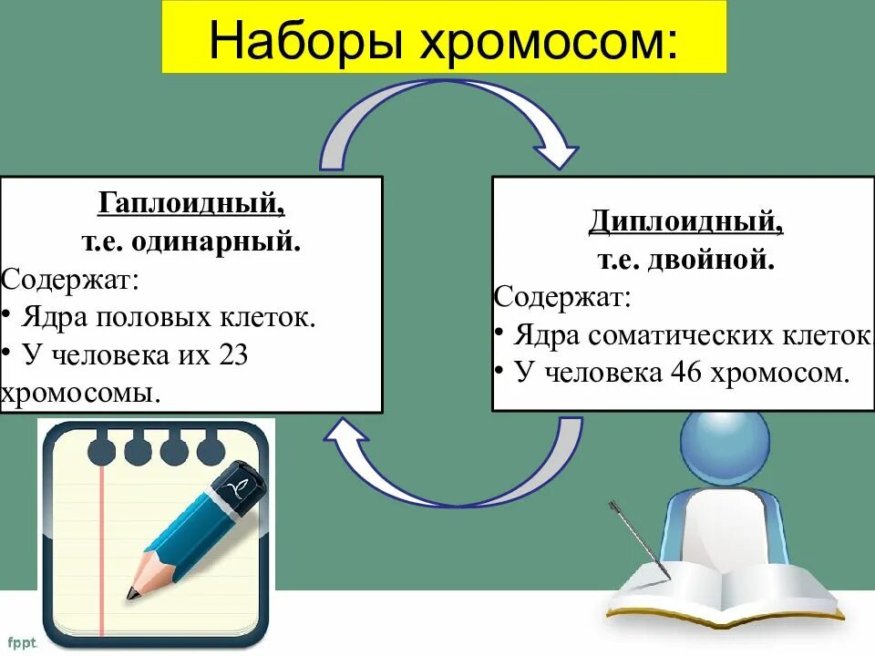 В каких клетках содержится гаплоидный набор хромосом. Набор хромосом. одинарный набор хромосом. половые клетки одинарный набор хромосом. двойной и одинарный набор хромосом.