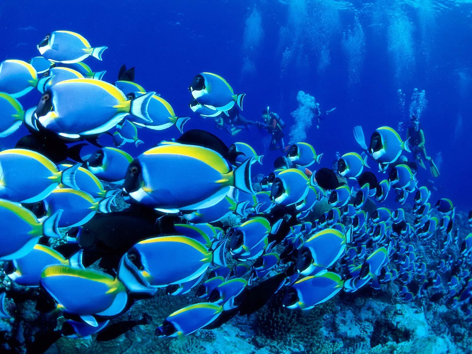 Подводный мир. Тропические рыбки. Подводный мир океана. Красивые рыбы.