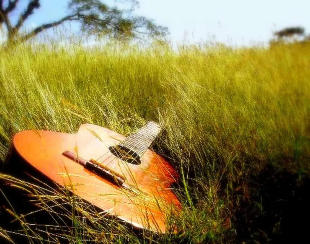Гитара зонтик. Гитарист на природе. Электрогитара на природе. Гитара в лесу. Гитара акустическая на фоне природы.