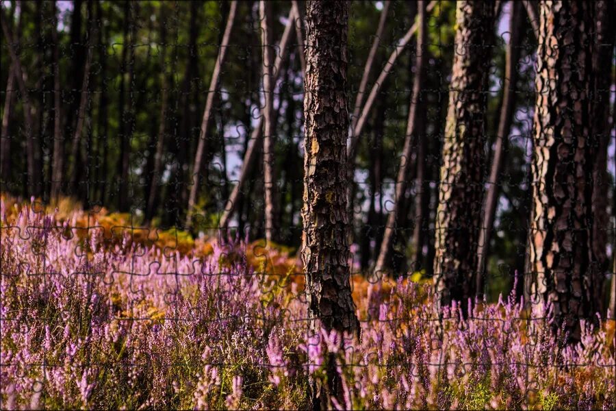 Вереск дикий уральский описание и фото Calluna vulgaris (Heather) Purifying tea Antibacterial Very high in tannins Grou