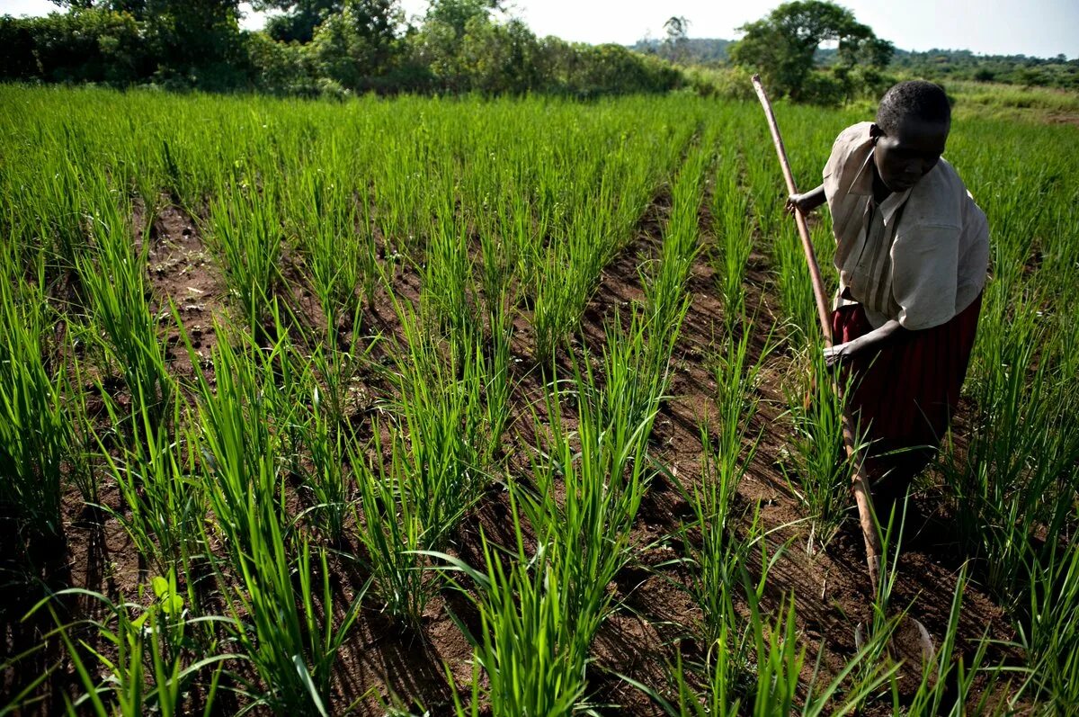 сельскохозяйство румыния. британия агрокультура. земля фактор производства. сельскохозяйственный ландшафт. сельское хозяйство деньги.
