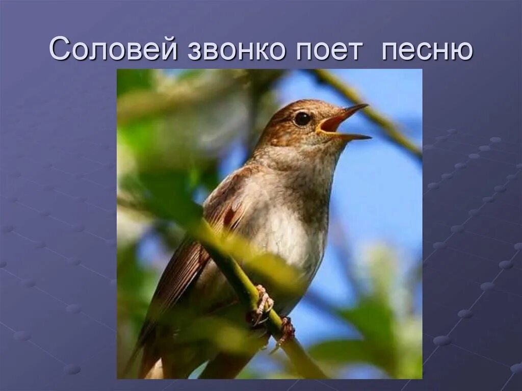 Поставь пение соловьев. Соловей. Соловей поет. Певчий Соловей. Курский Соловей.