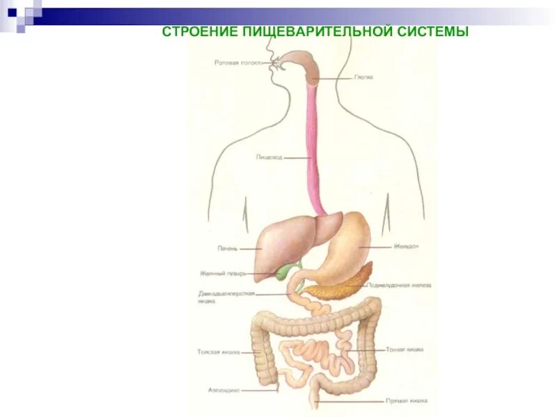 Пищеварительная система схема 9 кл. Схема пищеварительной системы человека 8 класс биология. Строение органов пищеварения пищеварительная система. Система органов пищеварения рисунок 8 класс.