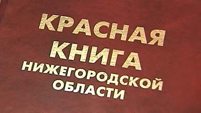 Красная книга нижний. Красная книга Нижегородской области обложка. Красная книга Нижегородской области книга. Фотография красной книги Нижегородской области. Животные красной книги Нижегородской области.