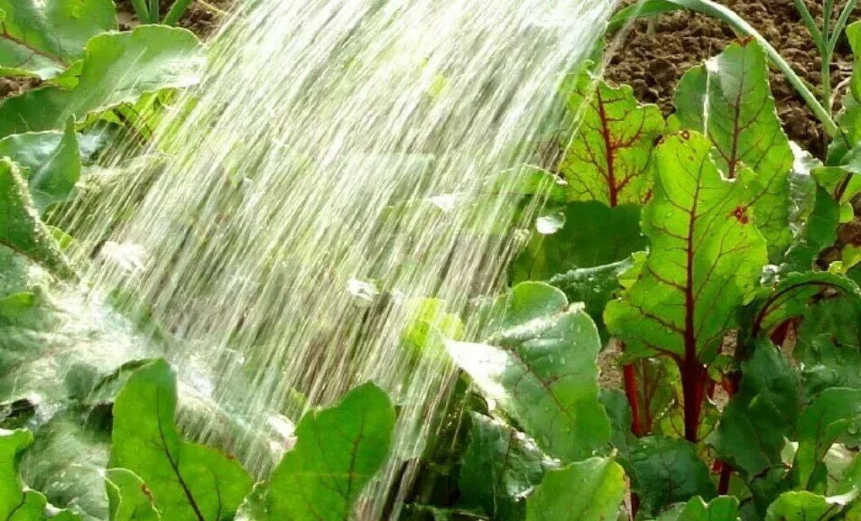 Полить соленой водой. Полив свеклы. Поливать свеклу. Полив свеклы солью в открытом грунте. Полив сахарной свеклы.