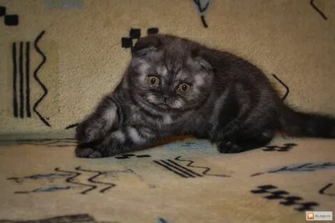 Черный окрас шотландских кошек