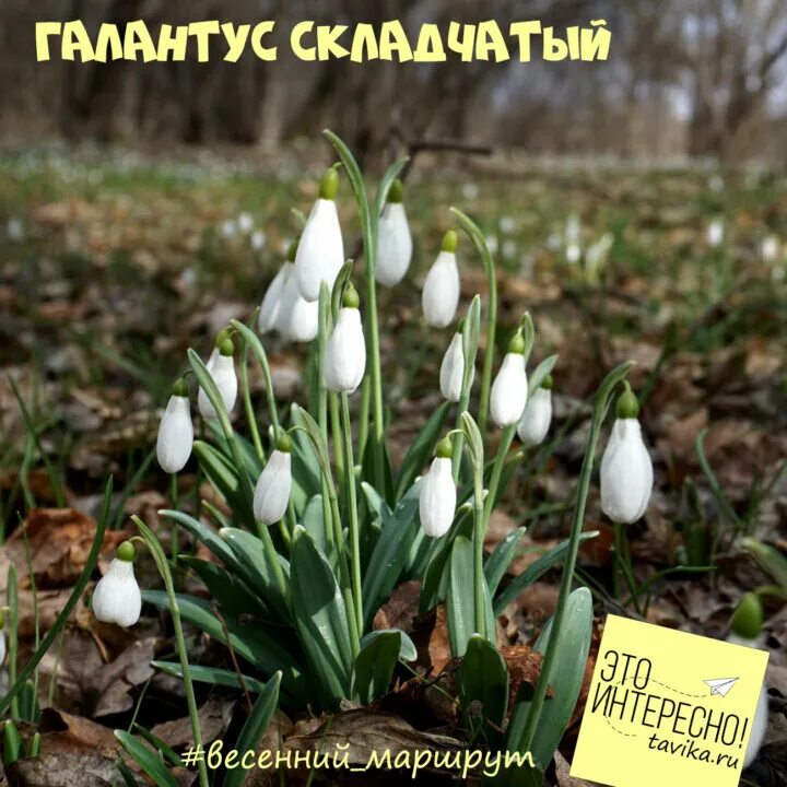 Детская фенология. Весенние маршруты. Весенние маршруты. Весенние маршруты. Весенние маршруты.