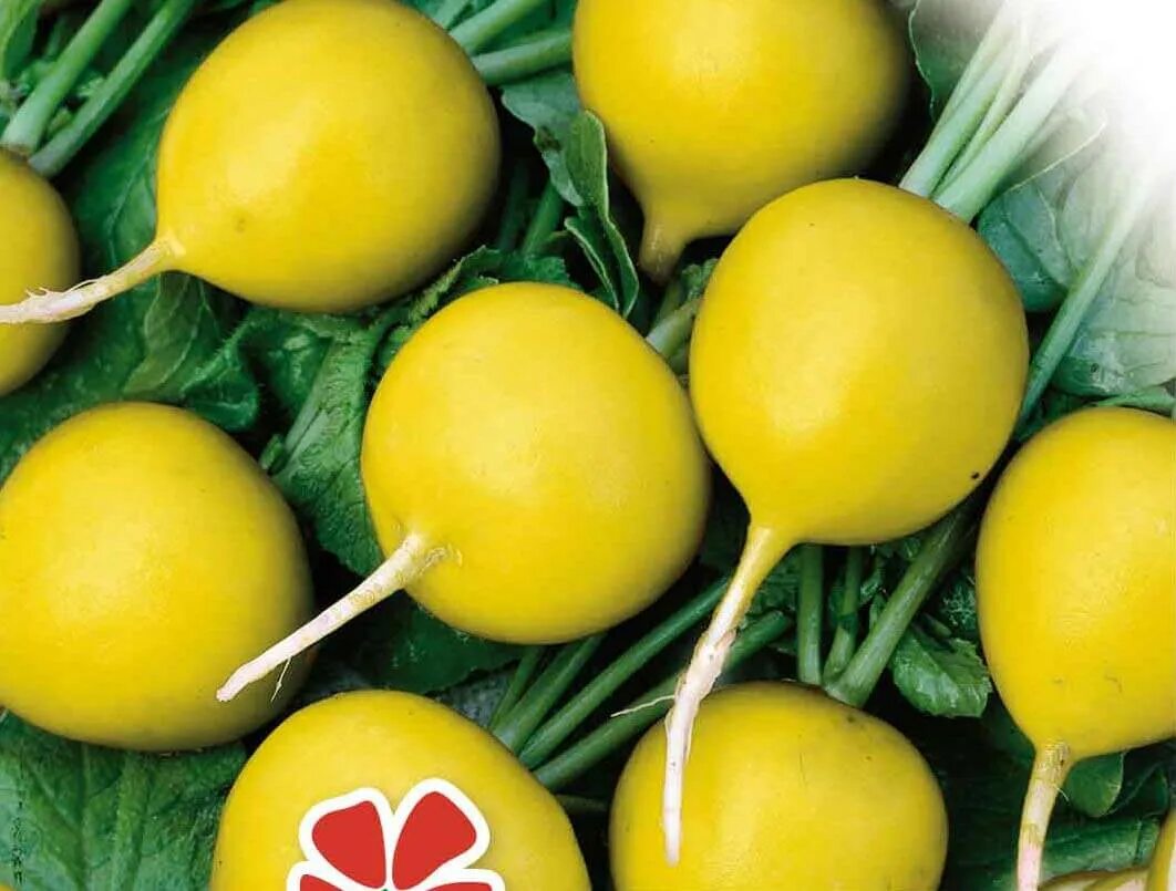 Корнеплоды двухлетки. Корнеплод 6 букв сканворд. Турнепс земляная груша. Редис корнеплод или нет. Редька на букву д.