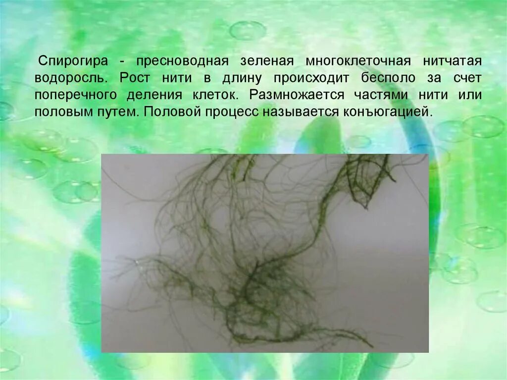 Водоросли прикрепляются с помощью. Нитчатая водоросль спирогира. нитчатые водоросли спирогира и улотрикс. многоклеточная нитчатая зелёная водоросль спирогира. харовой водоросли спирогиры.