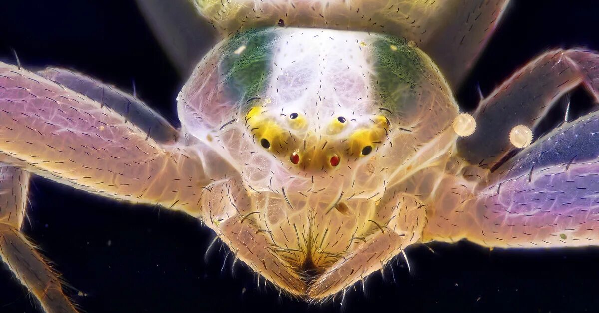 Макромир под микроскопом. Паук микроскоп. Паук в микроскопе. Паук под электронным микроскопом. Паук долгоножка под микроскопом.