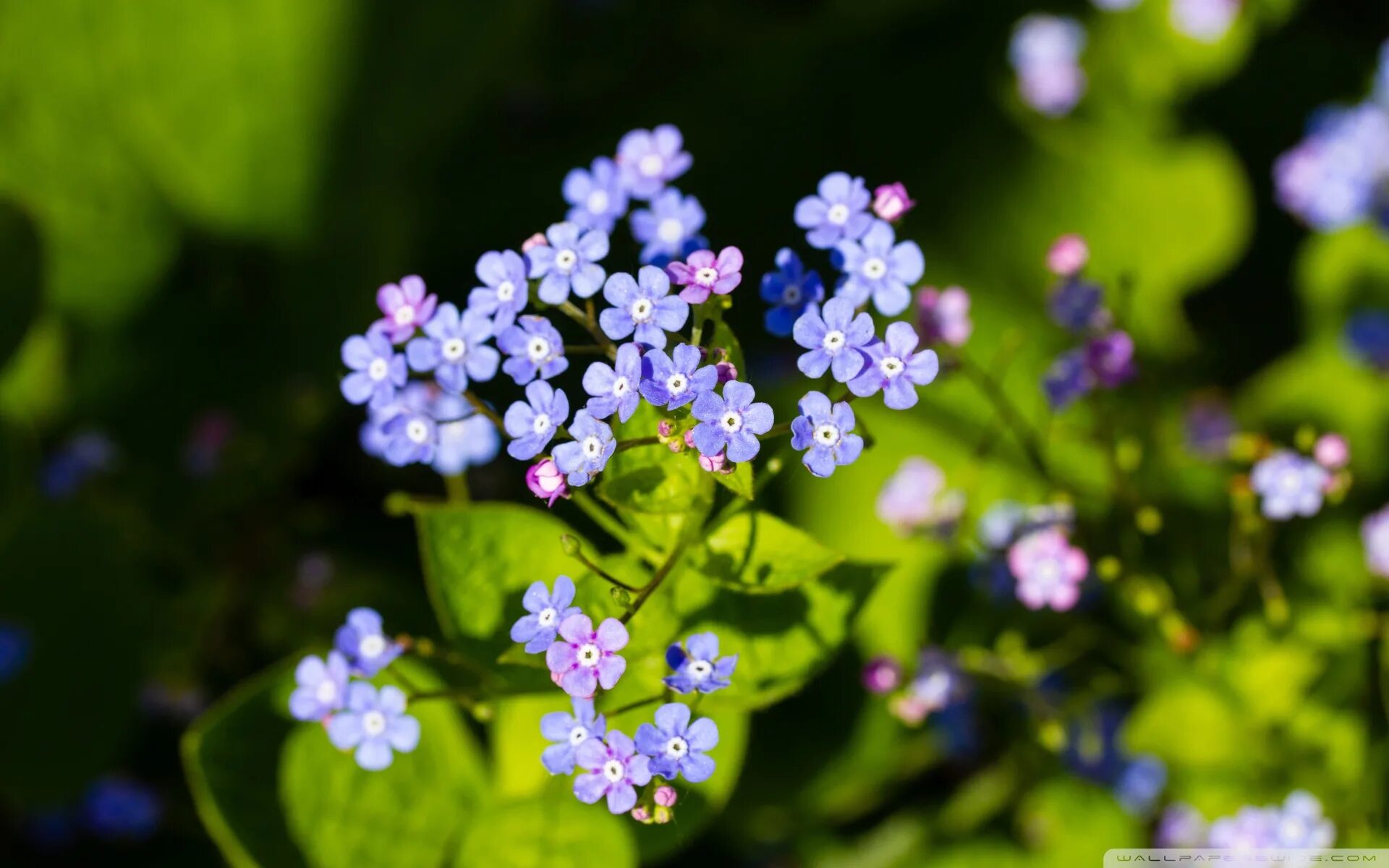 Маленькие голубые цветочки. Незабудки фото. Незабудки фон. Незабудки цветут малинин слушать