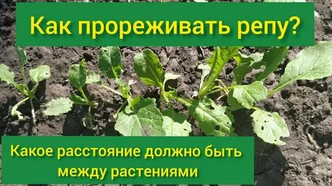Когда сажать репу в открытый грунт