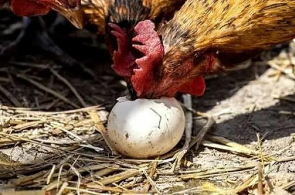 Как отучить кур клевать яйца. Курица расклевывает яйцо. Расклев яиц. Расклёв яиц курами. Курица клюет яйца.