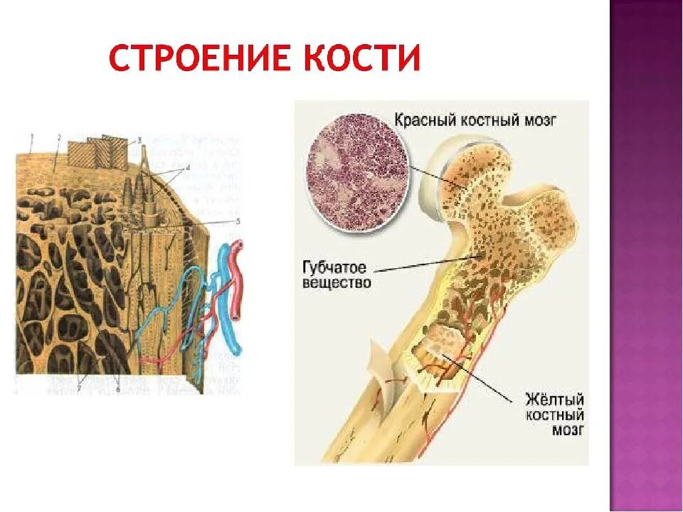 Где находится желтый костный мозг в трубчатых. Строение красного костного мозга анатомия. Строение кости желтый костный мозг. Трубчатая кость красный костный мозг. Строение кости человека красный костный мозг.