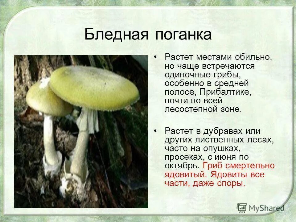 Поганка значение. Опасный гриб бледная поганка. грибы пластинчатые бледная поганка. мухомор зеленый или бледная поганка. бледная поганка ядовитый гриб 2 класс.