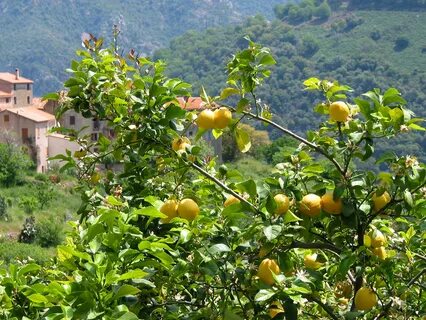 Lemon tree garden