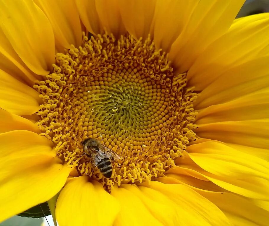Мед подсолнух. Пчелы на подсолнечнике. Мед из подсолнуха. Пчела на подсолнухе.