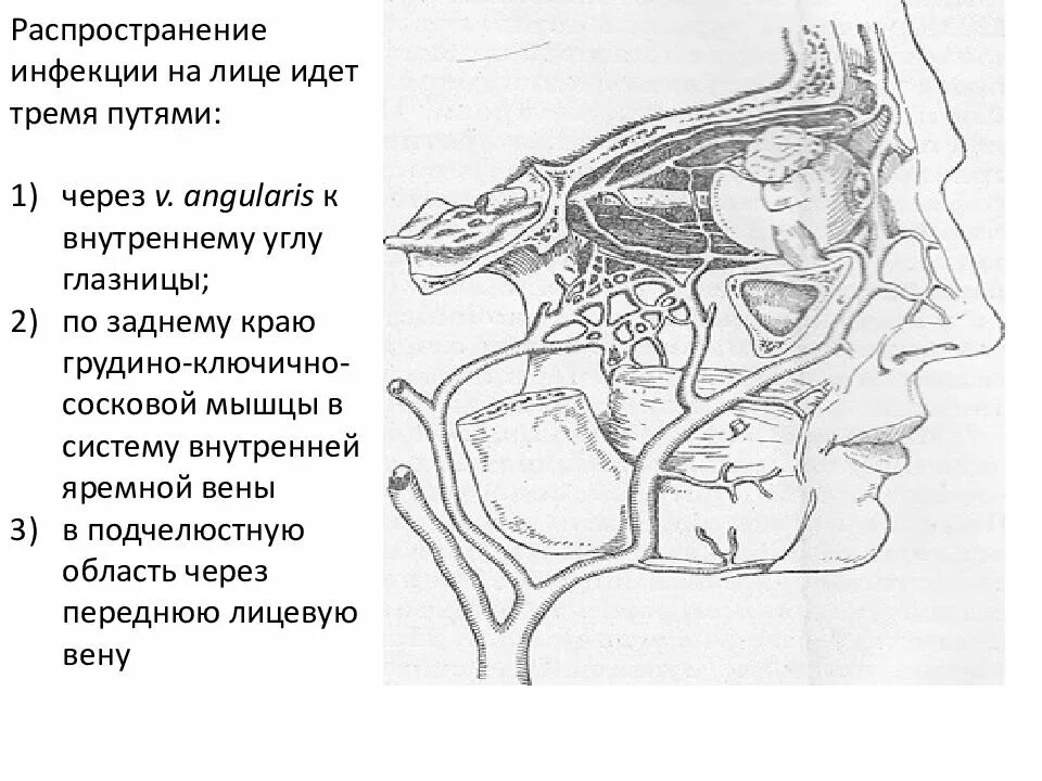 Распространение флегмоны