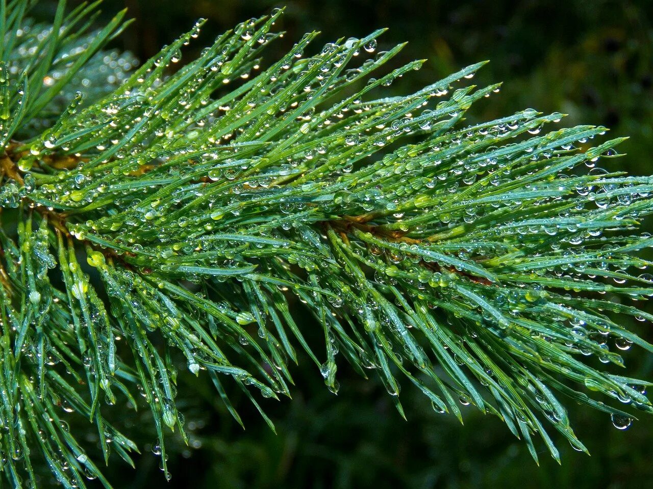 Хвоя нн. Пихтовая хвоя. Еловая, пихтовая, сосновая лапы. Лиственница чекановского. Ель обыкновенная хвоинки.