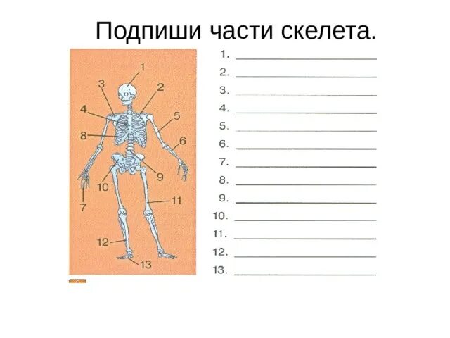 Скелет человека впр 4. Скелет человека впр 4