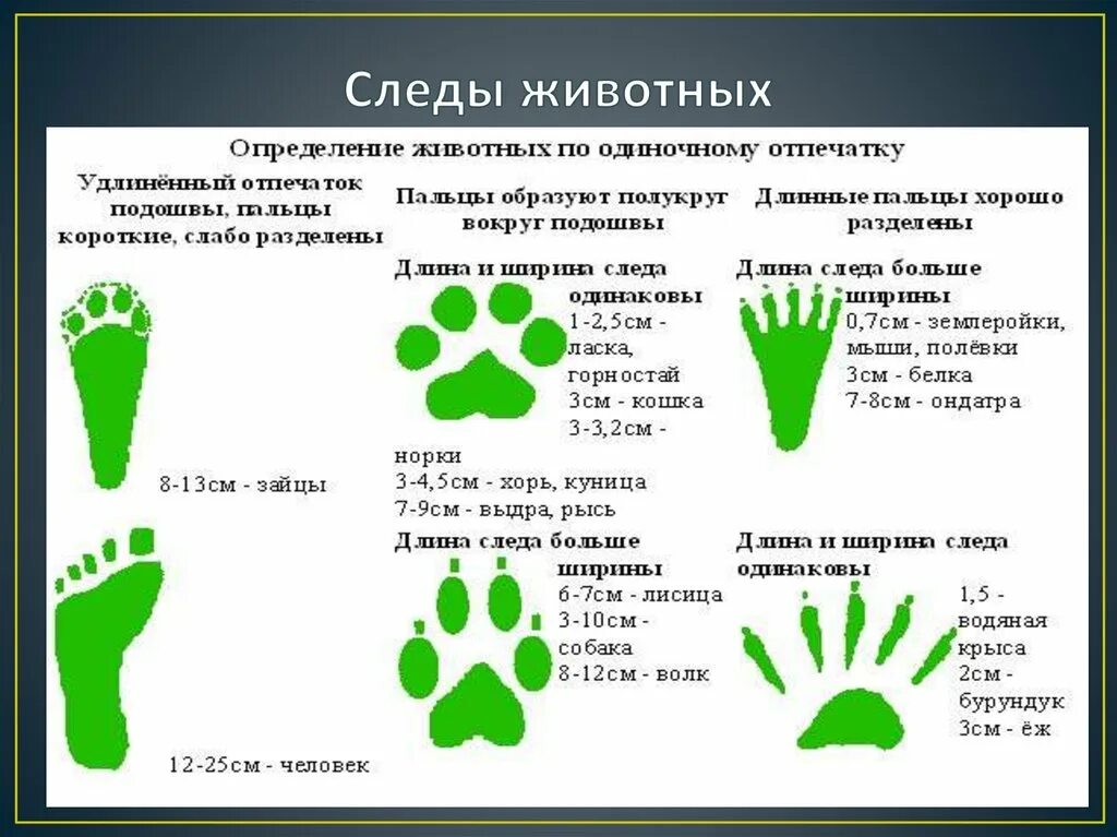 Как отличить следы. Следы зверей. Следы животных и птиц. Определение следов животных. Определить следы животных.