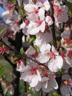 Prunus amygdalus oil