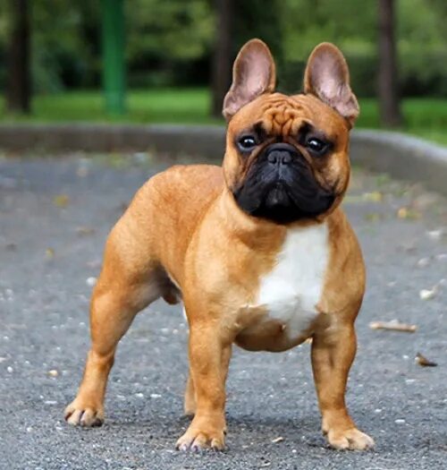 мраморный бульдог. французский бульдог красный окрас. французский бульдог рыжий щенок. французский бульдог красный. французский бульдог рыжий.