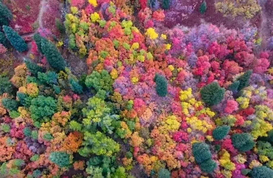 Fall in colours. Fall in colours