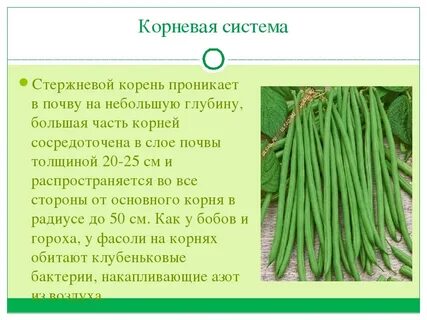 В клетках стебля гороха происходит