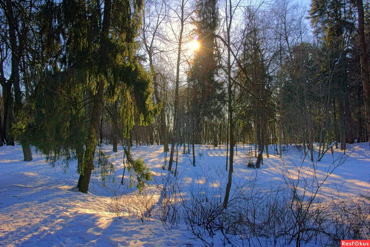 зимние мотивы. лагерь лесные дали янова. лесные дали фото. лесные дали дом отдыха зимой. лесная поляна санаторий орел.