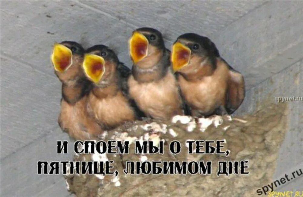 Здравствуй спой