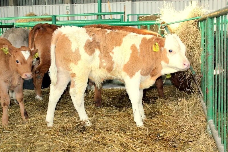 телята породы герефорд. племзавод быков абердин ангус. быки породы абердин ангус вес. коровы герефорд казахская белоголовая. калмыцкая порода крс.