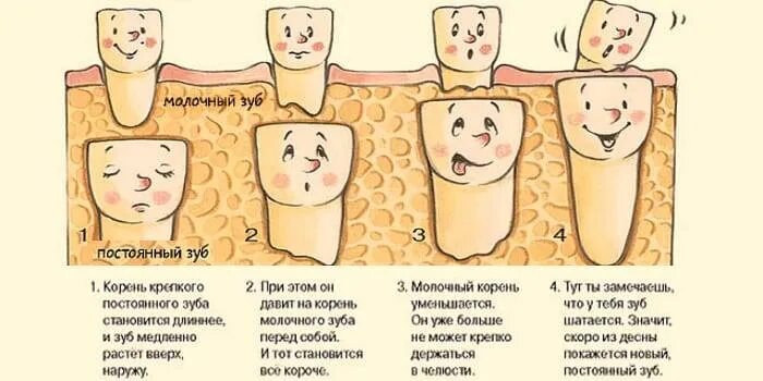 Непрерывно корень. Молочных и коренных зубов. Как выглядят молочные зубы. Коренные зубы у детей.