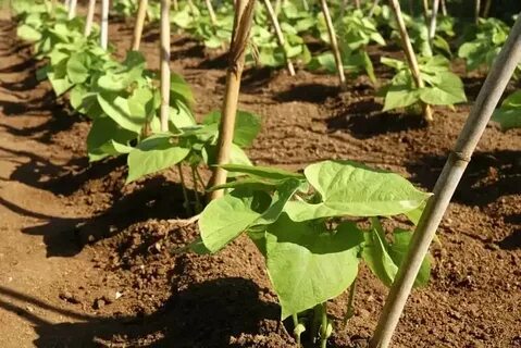 Когда сажать спаржевую фасоль на рассаду
