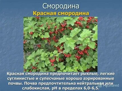 Систематика смородины красной