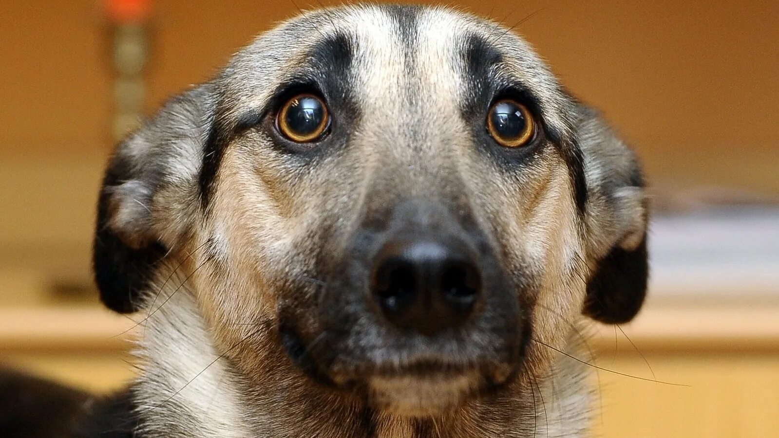 Scared dog. Scared dog. Стресс у собаки. Испуганная собака. Маленькая собачка боится.