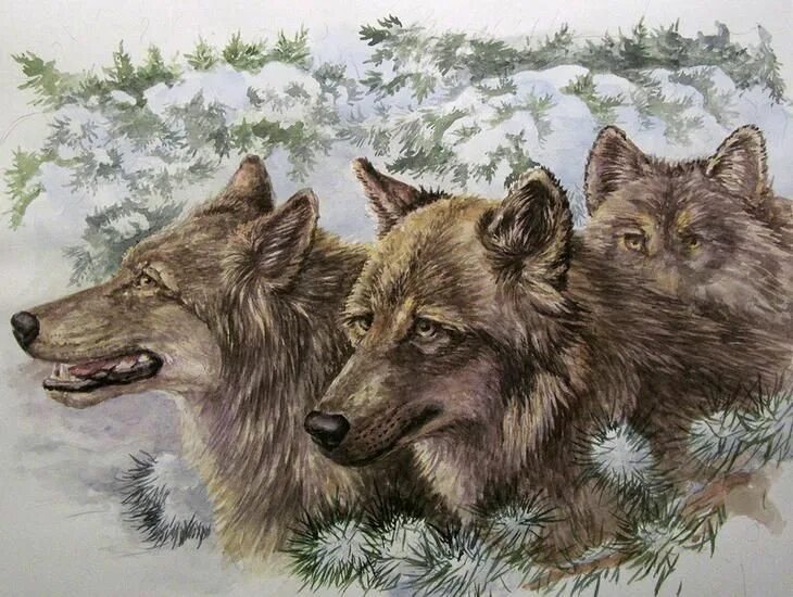 Про лося и волка. Волк акварелью. Волк гуашью. Волка лося волка волка. Лось и волк.