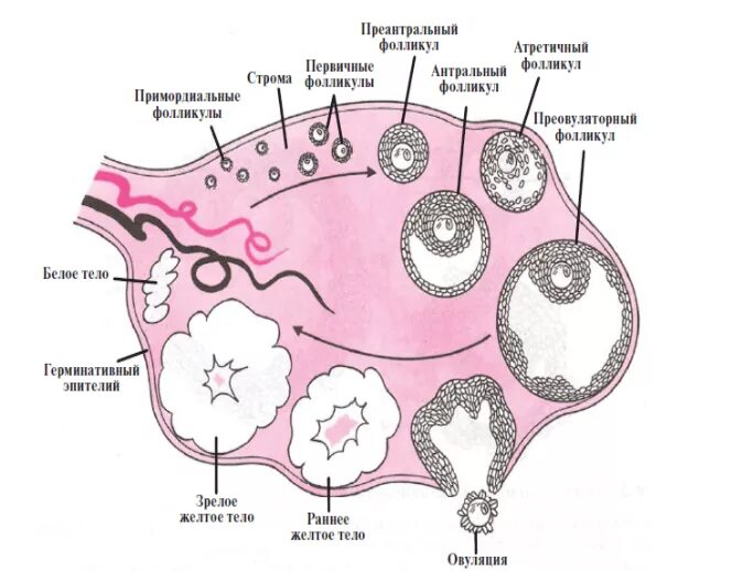 Фолликулярная овуляция. Овариальный фолликул в яичнике. Стадии развития желтого тела яичника. Схема строения яичника в течении полового цикла. Строение фолликула гистология.
