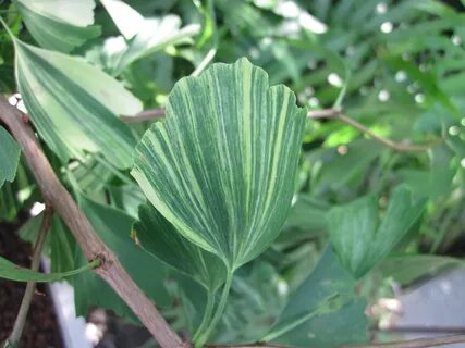 Ginko египетский