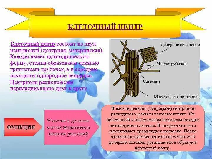 Деление центриолей. Материнская и дочерняя центриоли. клеточный центр состоит из 2 центриолей. клеточный центр материнская и дочерняя центриоль. клеточный центр образован центриолями.