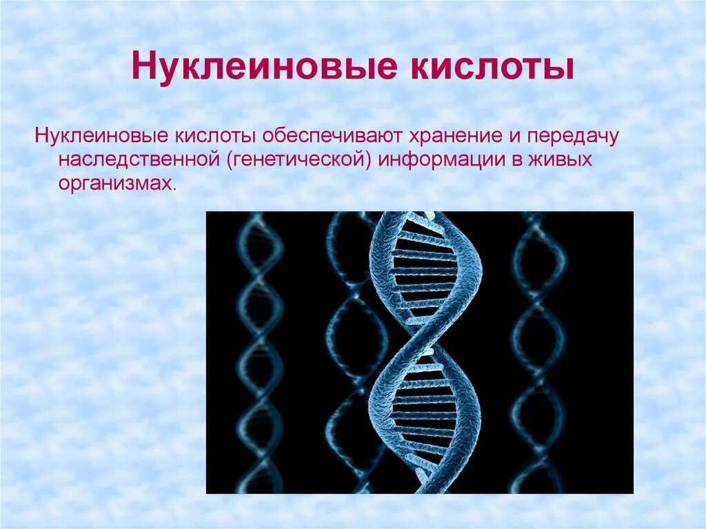 Нуклеиновая кислота обеспечивает