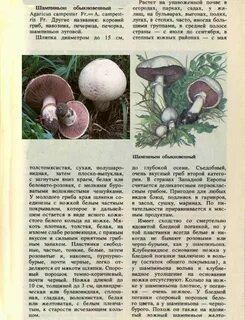 Как распознать шампиньоны