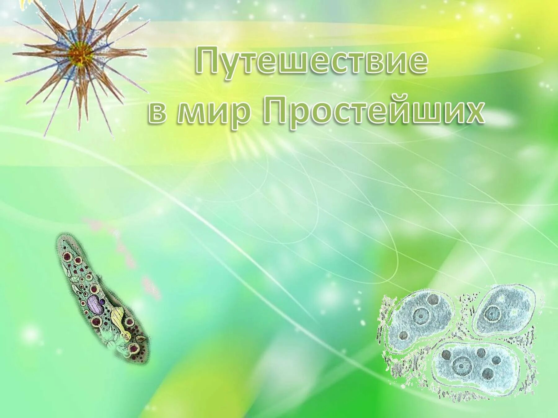 Жизнь клетки одноклеточного организма