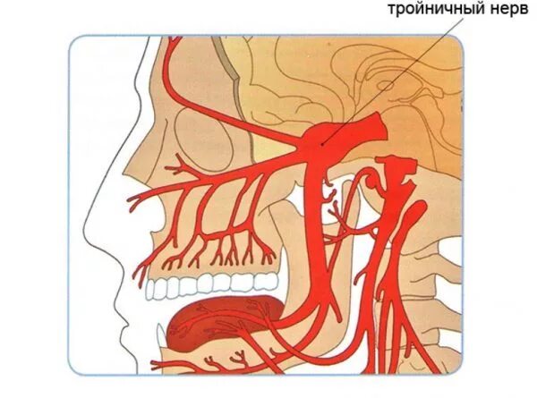 Тройничный нерв справа. Невралгия ушно-височного нерва симптомы. Тройничный нерв. Затылочный нерв и тройничный нерв.