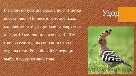 Животные красной книги дагестана