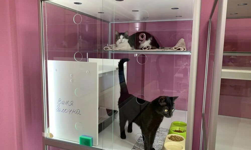 Гостиница для кошек в новосибирске. Зоогостиница для кошек. Гостиница для кошек. Гостиница для кошек. Вольеры для передержки кошек.